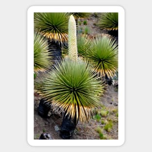 Pérou - Huaraz - Puya  Raymondii Sticker